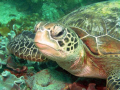   One many turtles around Plug Point Bandar Khayran Muscat. Muscat  